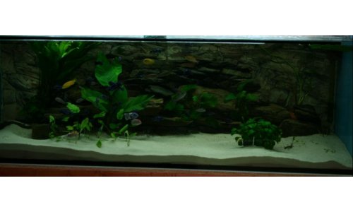 Malawi Mbuna Becken 756l